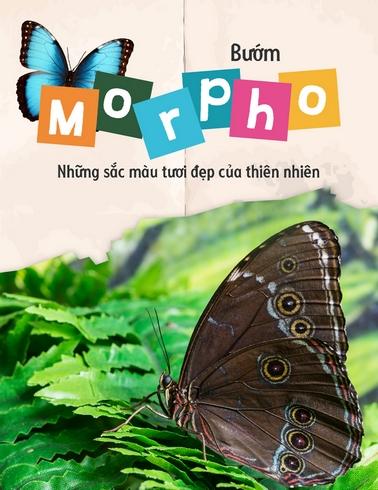 Bướm Morpho: Những sắc màu tươi đẹp của thiên nhiên